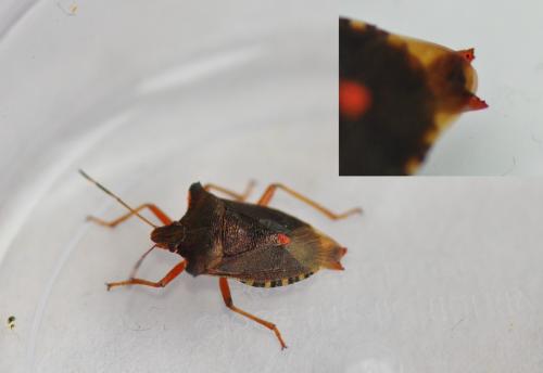 Pentatoma rufipes
