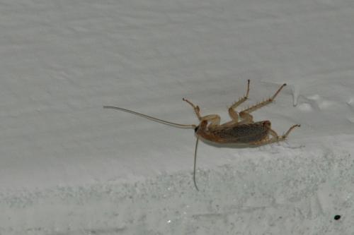 Planuncus vinzi