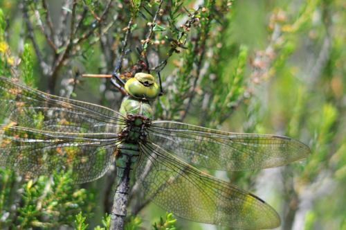 Anax imperator