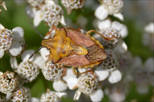 Carpocoris purpureipennis