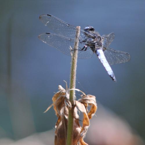 Libellula fulva