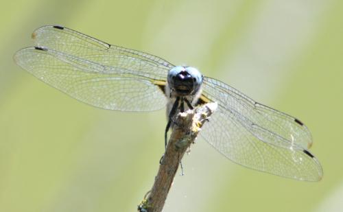 Libellula fulva