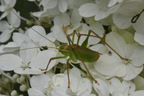 Réf. 146 349 : Leptophyes punctatissima