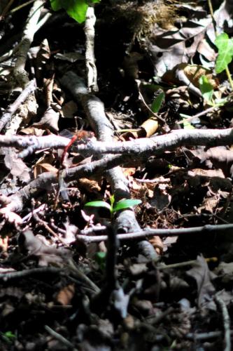 Sympetrum sp.