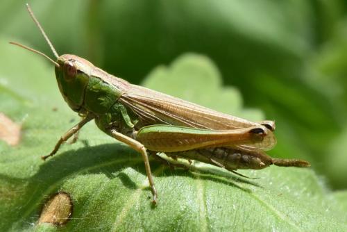 Réf. 146 563 : Pseudochorthippus parallelus