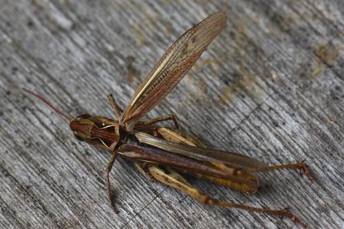 Réf. 146 471 : Chorthippus biguttulus biguttulus
