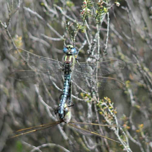 Brachytron pratense