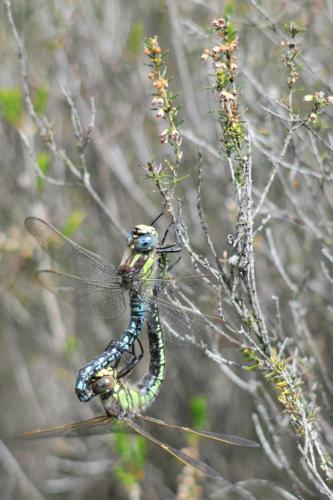 Brachytron pratense
