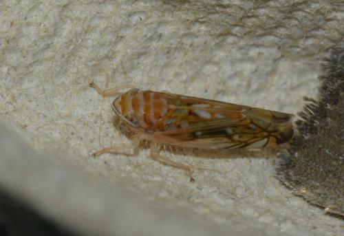 Réf. 146 585 : Scaphoideus titanus