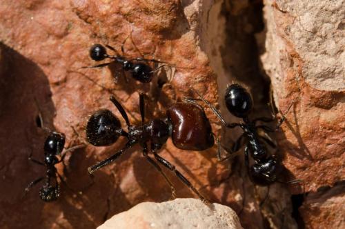 Messor barbarus