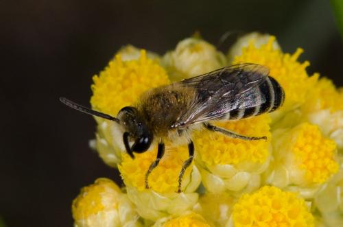 Réf. 146 240 : Colletes sp.