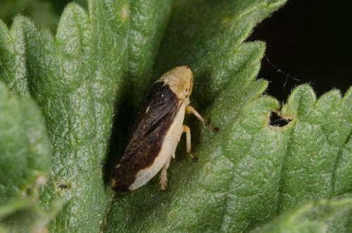 Philaenus spumarius