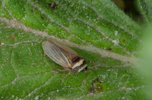 Aphrodes sp.