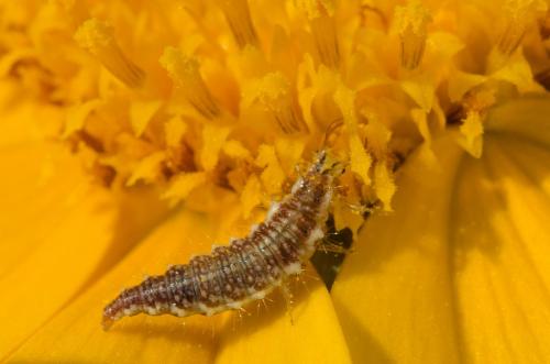 Réf. 146 002 : Chrysoperla sp.