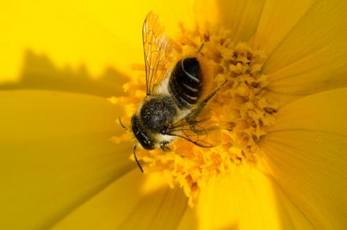 Réf. 146 160 : Megachile centuncularis