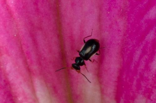 Colotes maculatus