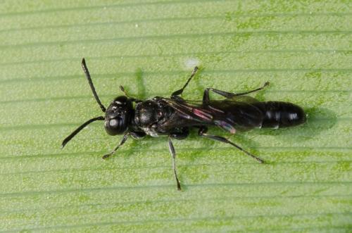 Trypoxylon sp.