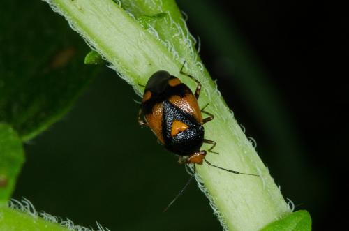 Deraeocoris schach