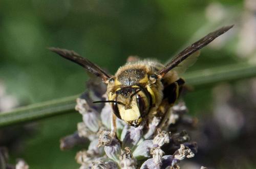 Anthidium florentinum