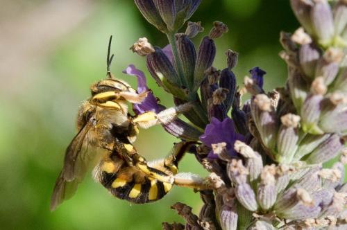Anthidium florentinum