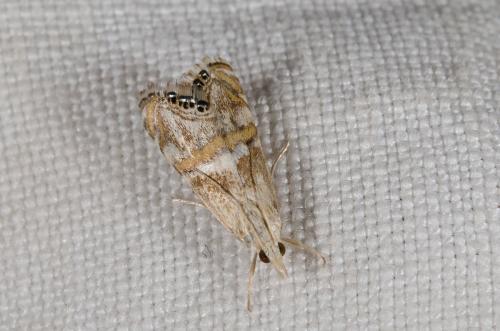 Réf. 146 414 : Euchromius anapiellus