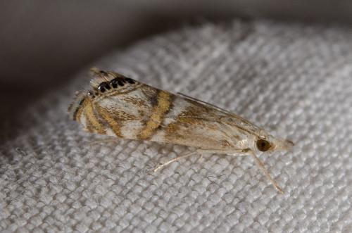 Réf. 146 415 : Euchromius anapiellus