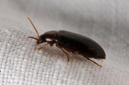 Mycetochara maura