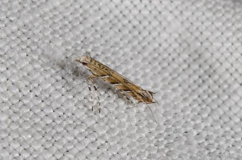 Acrocercops sp.