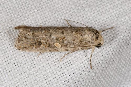 Spodoptera exigua