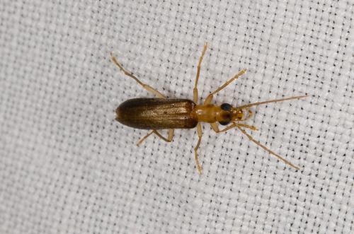 Nacerdes carniolica