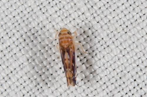 Réf. 146 527 : Scaphoideus titanus