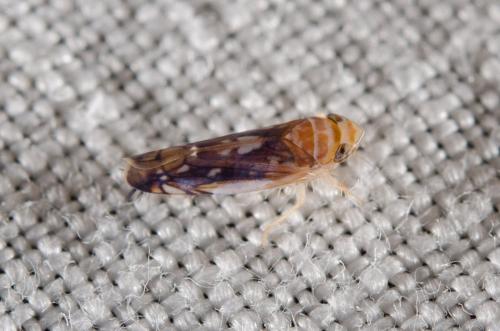 Réf. 146 595 : Scaphoideus titanus