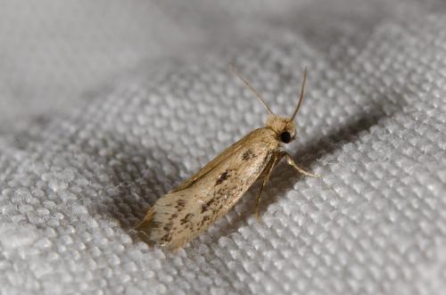 Anomalotinea liguriella