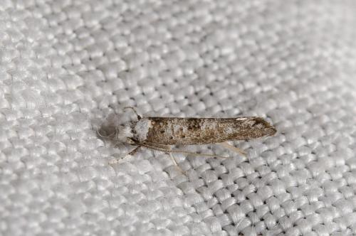 Paraswammerdamia albicapitella