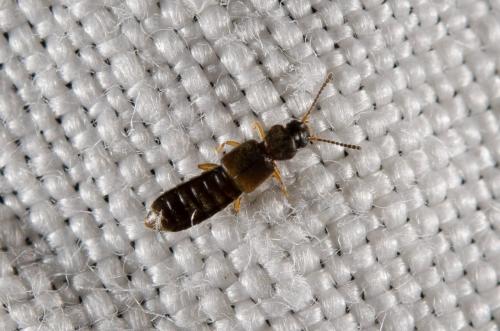 Réf. 146 531 : Carpelimus sp.
