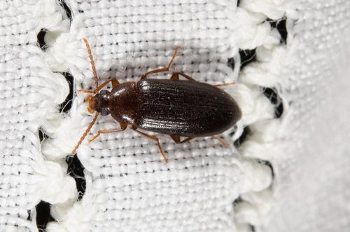 Mycetochara maura