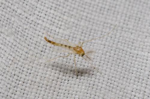 Chironomus sp.