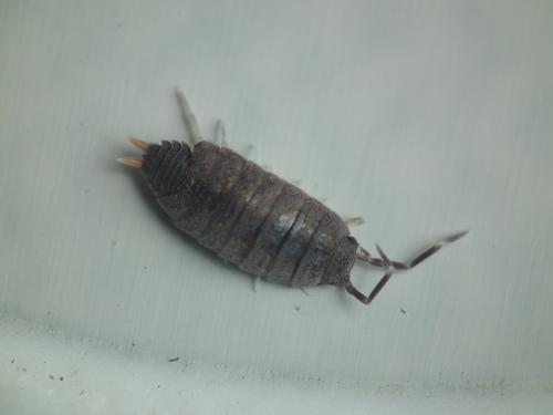 Réf. 146 455 : Porcellionides pruinosus