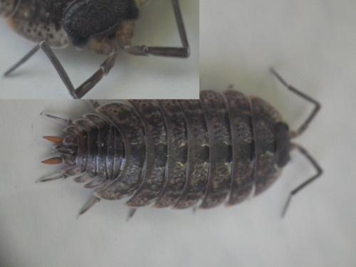 Porcellio monticola