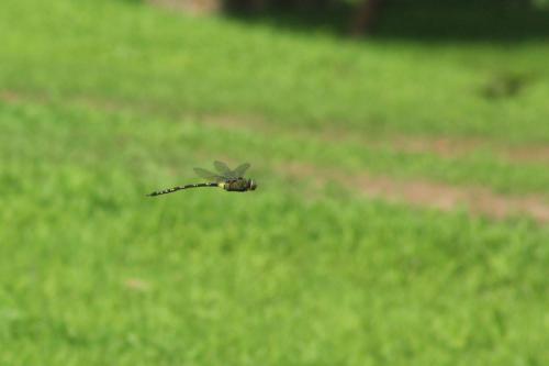 Anax tristis