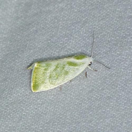 Earias albovenosana