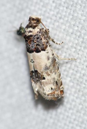 Réf. 146 873 : Epinotia thapsiana