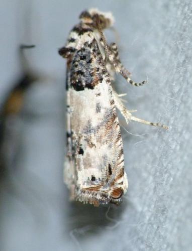 Réf. 146 887 : Epinotia thapsiana