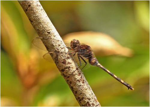 Réf. 146 805 : Erythemis plebeja