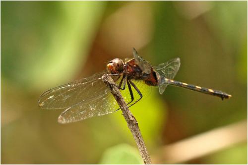 Réf. 146 806 : Erythemis plebeja