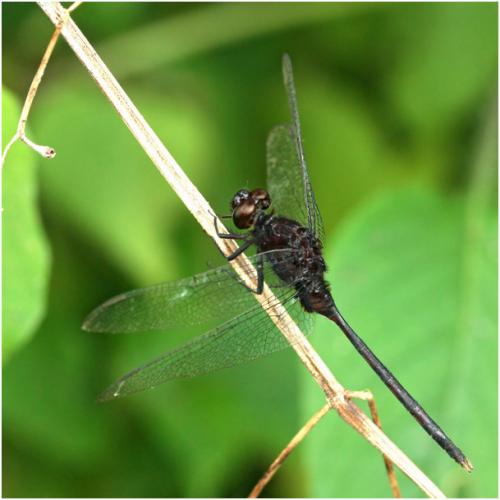Réf. 146 803 : Erythemis plebeja