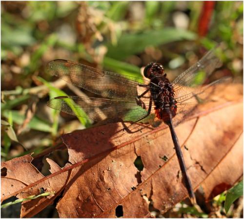 Erythemis plebeja