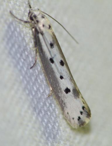 Ethmia terminella