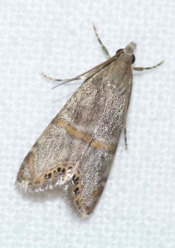 Réf. 146 874 : Euchromius vinculellus