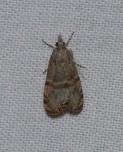 Réf. 146 896 : Euchromius vinculellus